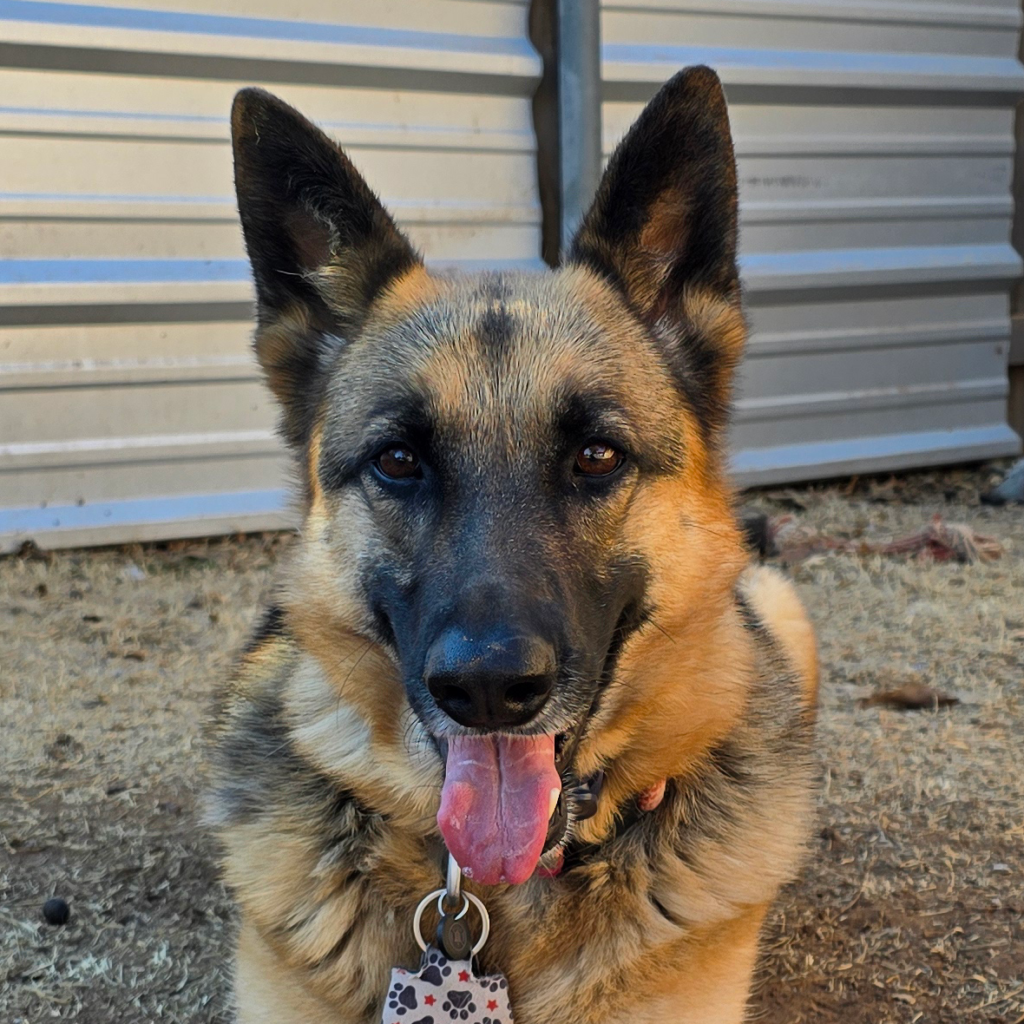 German Shepherd outside