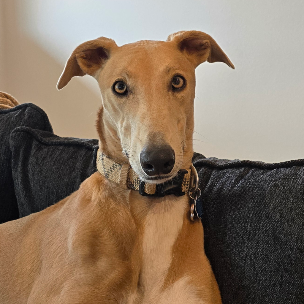Greyhound sitting on couch
