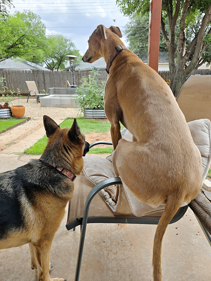 Two dogs sitting outside