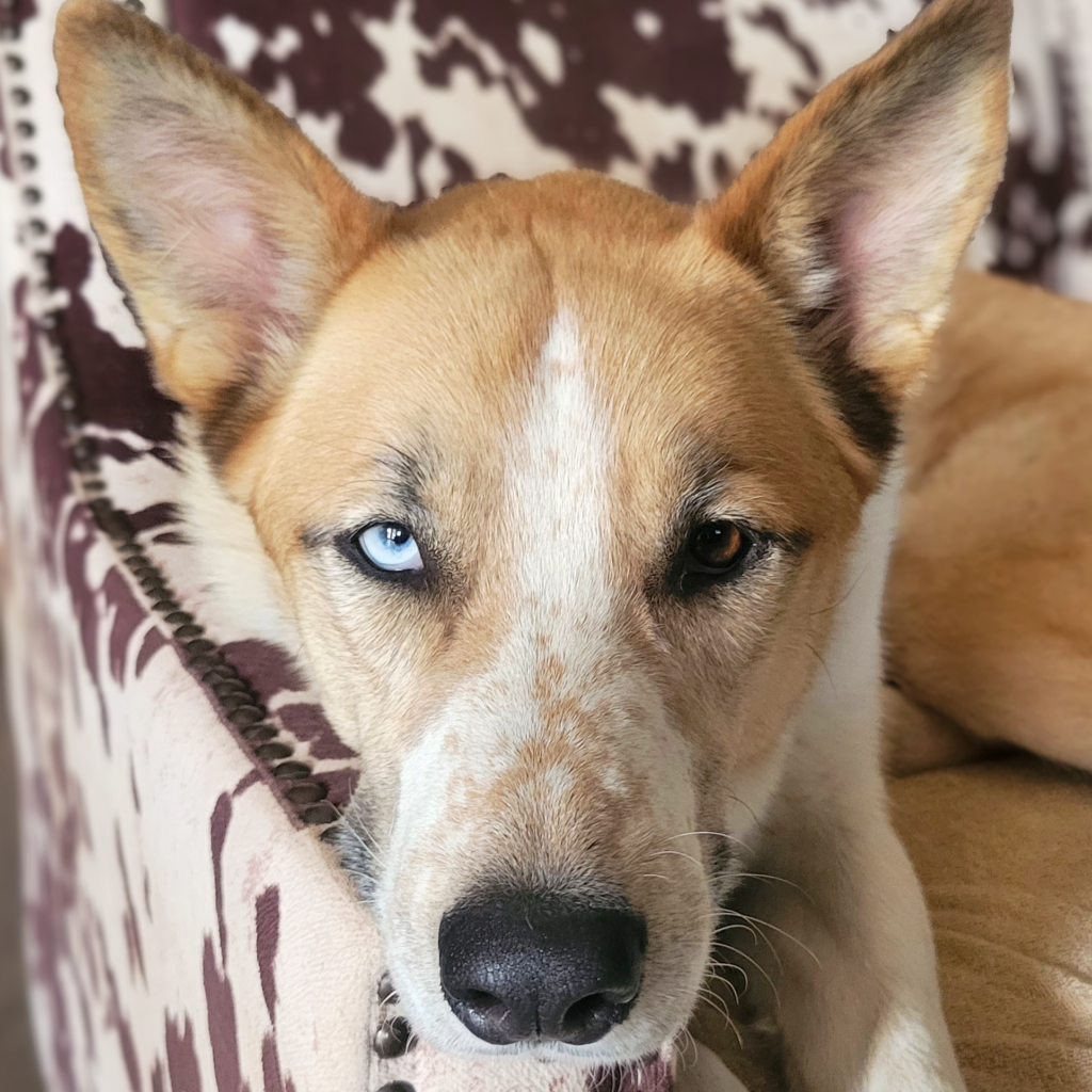 Husky sitting on chair
